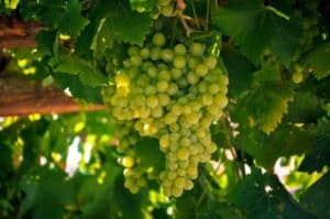 billede af chardonnay